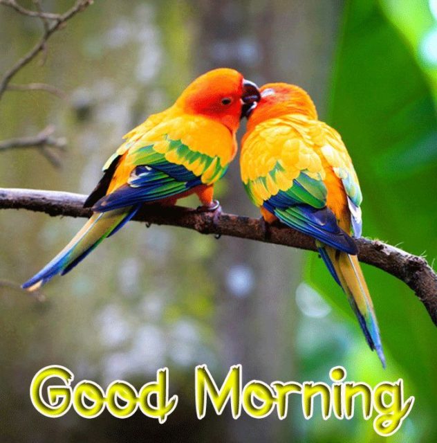 Good Morning With Colorful Birds 12622168
