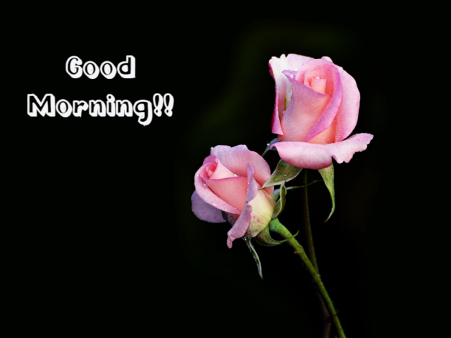 Good Morning Flowers 883893217