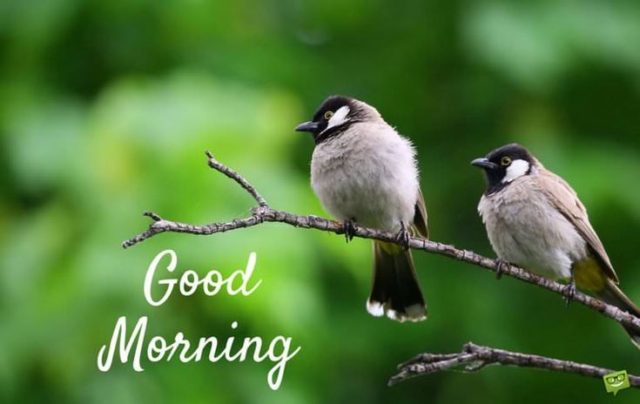 Image Of Good Morning Birds 80902375