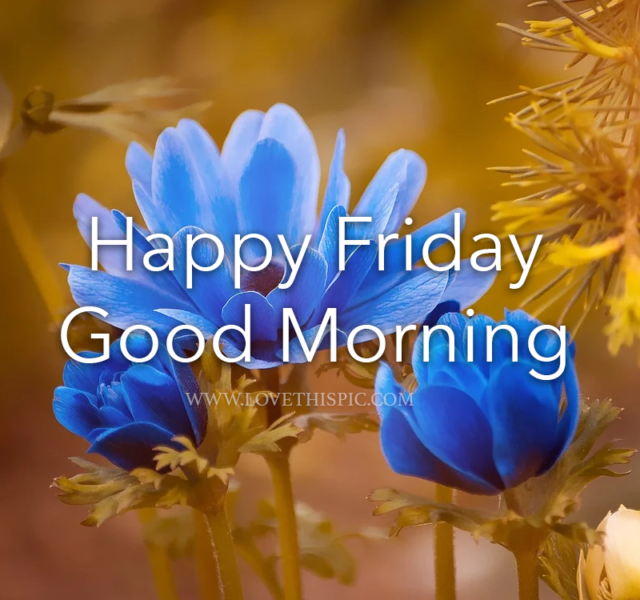 371976 Anemone Blue Flower Happy Friday Good Morning