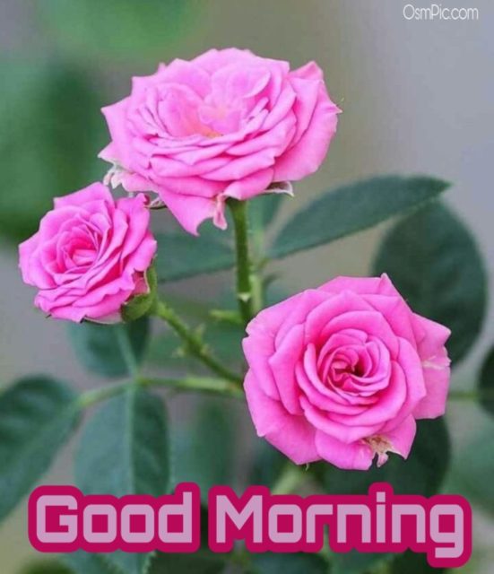 81 815515 55 Good Morning Rose Flowers Images Pictures With