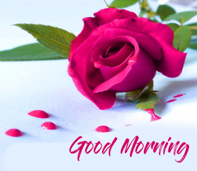 Beautiful Pink Rose Good Morning Wallpaper Hd 1024x890 1