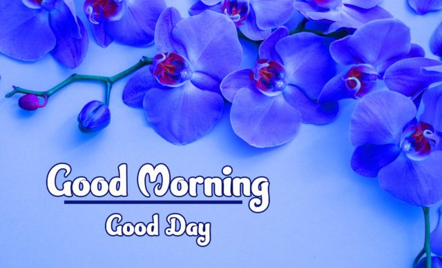 Flowers Good Morning Wishes Download 66
