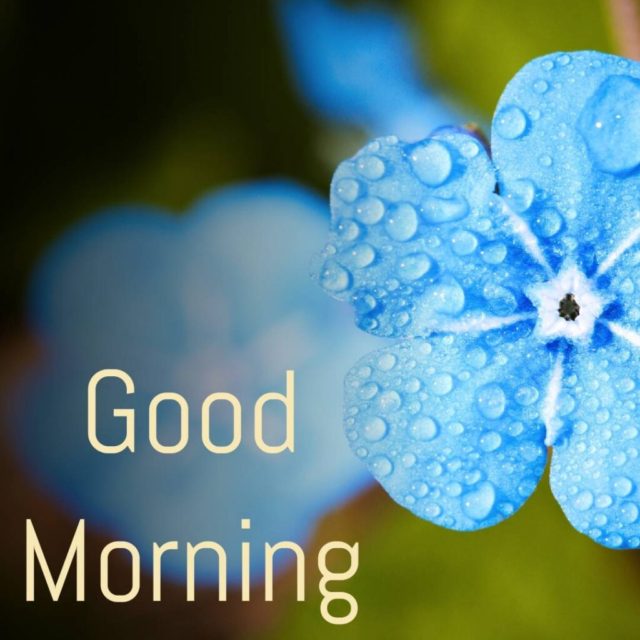 Good Morning Blue Flower Wish 1024x1024