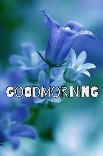 Good Morning Blue Flowers 11