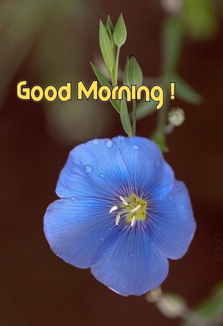 Good Morning Blue Flowers 3