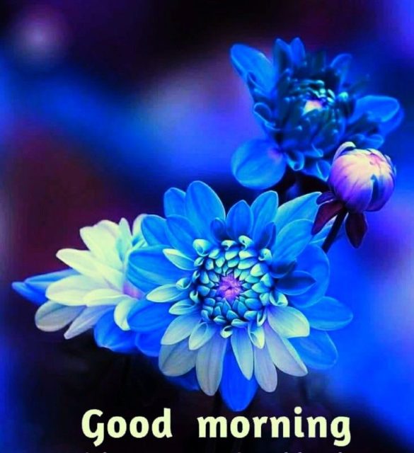 Good Morning Blue Flowers 8
