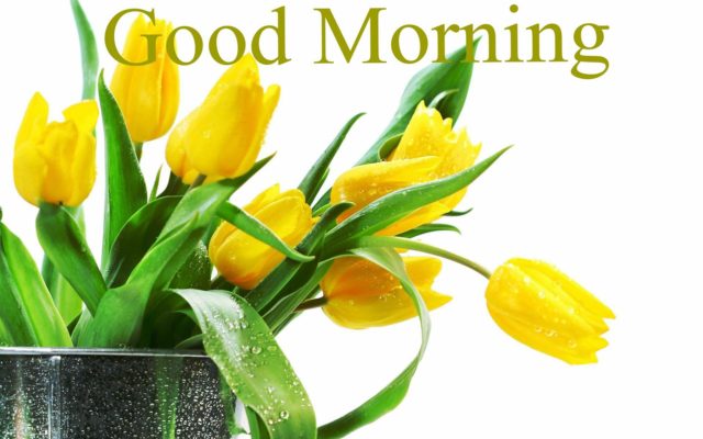 Good Morning Hd Photos With Yellow Flowers