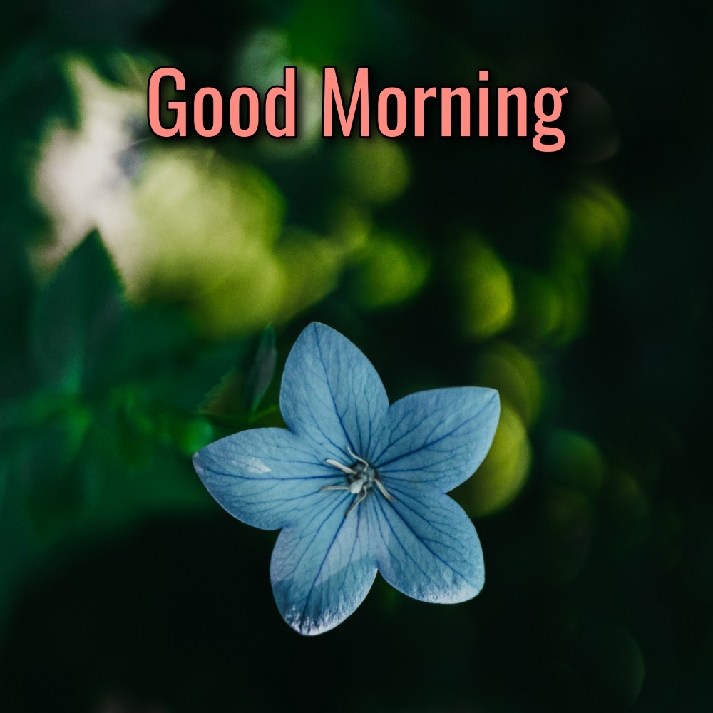 60+ Good Morning Blue Flowers Images & Wishes - Good Morning Wishes