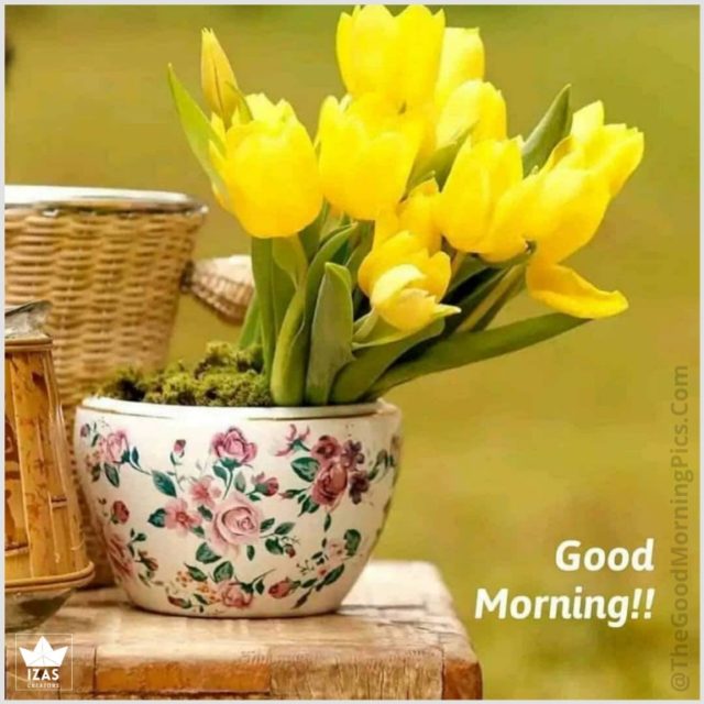 Good Morning Photos With Yellow Tulip Flowers
