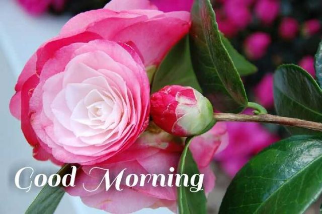 Good Morning Pink Roses 2