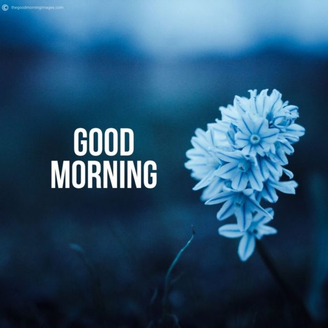Good Morning Flowers Images 1024x1024