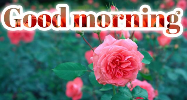 Good Morning Pink Roses 13