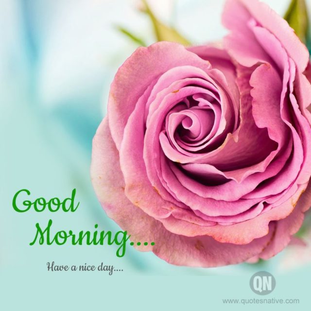 Good Morning Pink Roses 9