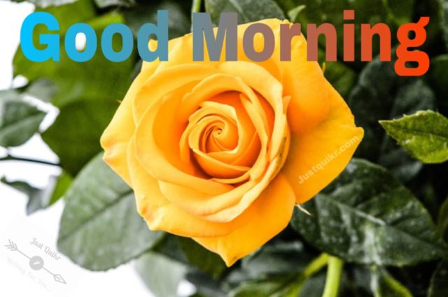 Good Morning Yellow Rose Pics Images 43