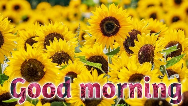 Good Morning Yellow Flowers Images 11
