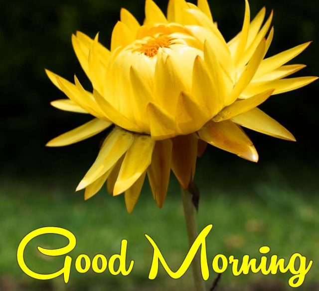 Good Morning Yellow Flowers Images 14