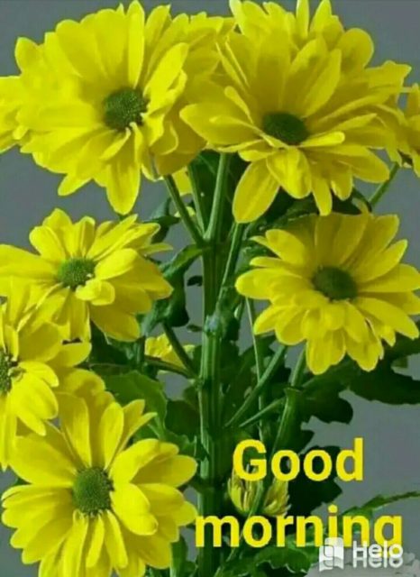 Good Morning Yellow Flowers Images 17