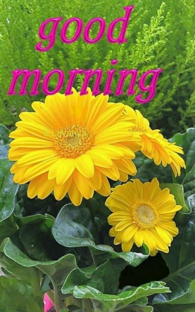 Good Morning Yellow Flowers Images 18