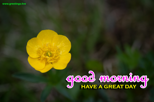 Fresh Morning Greetings Wishes Buttercup Yellow Flowers Images