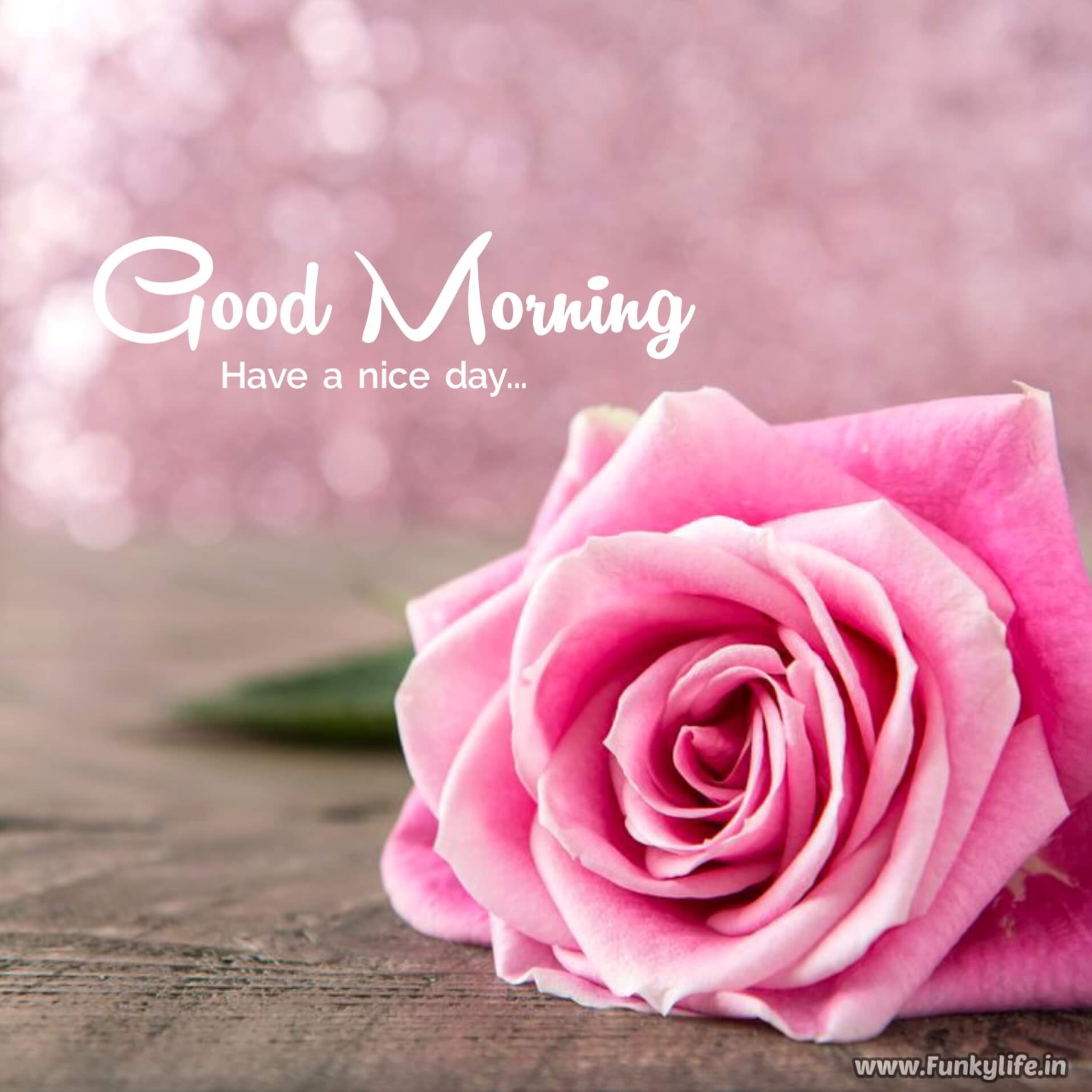 Good Morning Pink Roses Images and Wishes