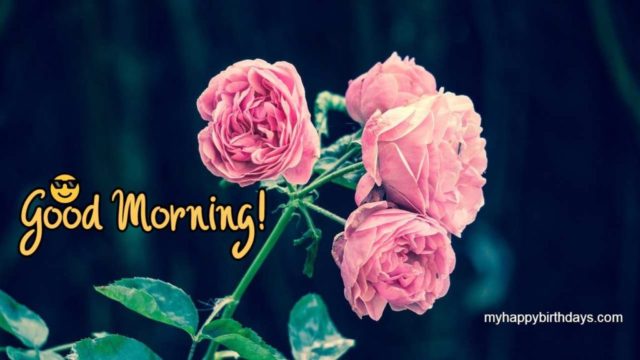 Good Morning Pink Roses Pic 1024x576