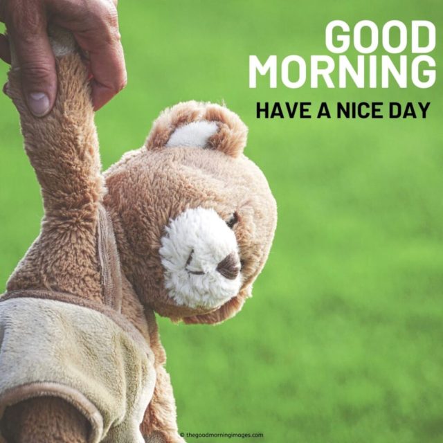 Good Morning Teddy Images 1 1024x1024