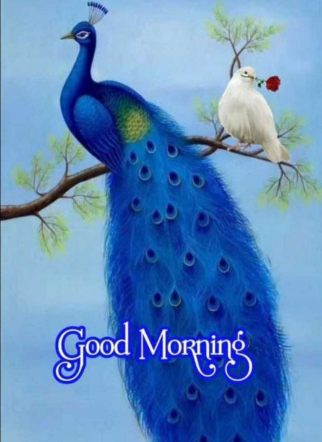 Good Morning Peacock Images 3