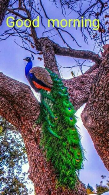 Good Morning Peacock Images 4