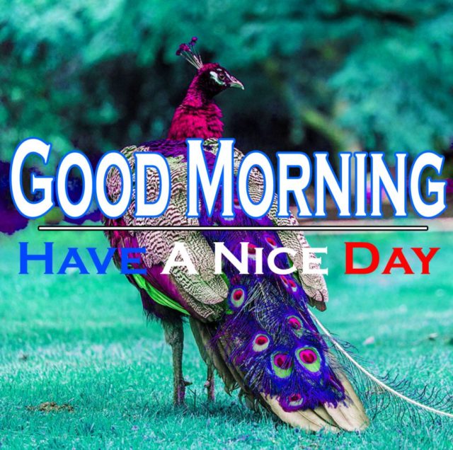 Good Morning Peacock Photos 14