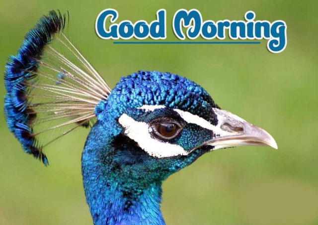 Good Morning Peacock Photos 19