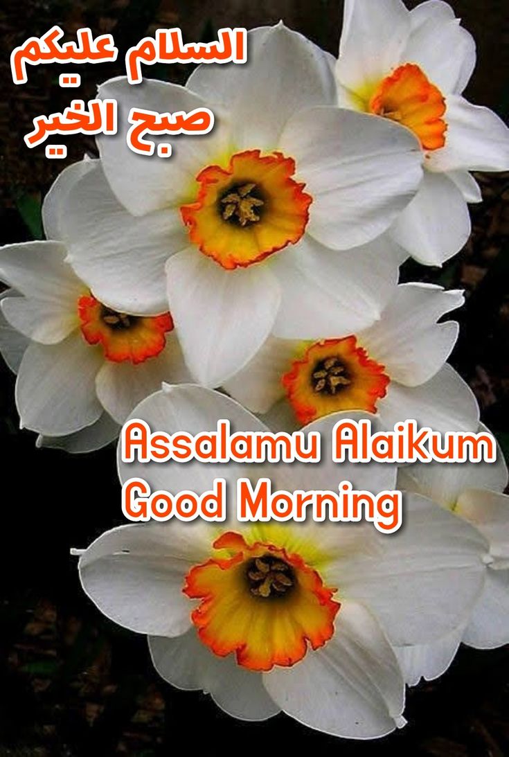 120 Good Morning Assalamualaikum Wishes And Images Good Morning Wishes