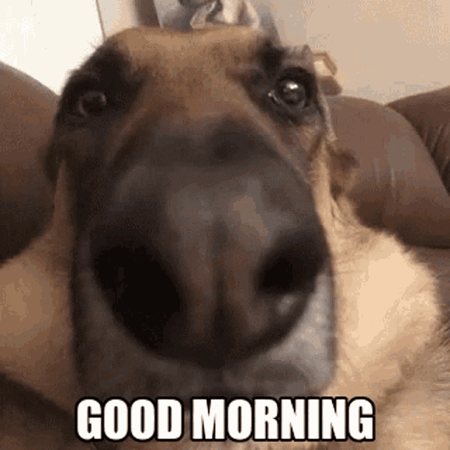 good morning dog funny images