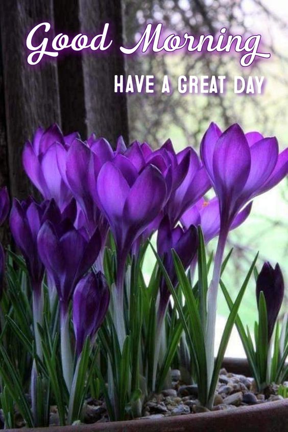 30+ Good Morning Purple Flowers Images - Good Morning Wishes