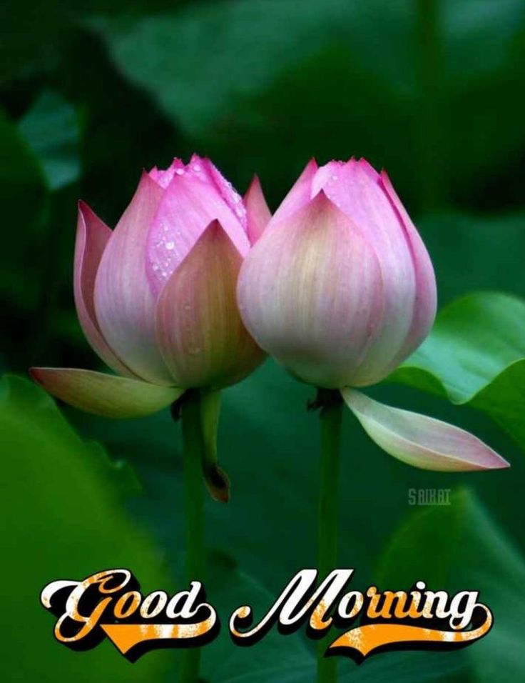 50+ Good Morning Lotus Images - Good Morning Wishes