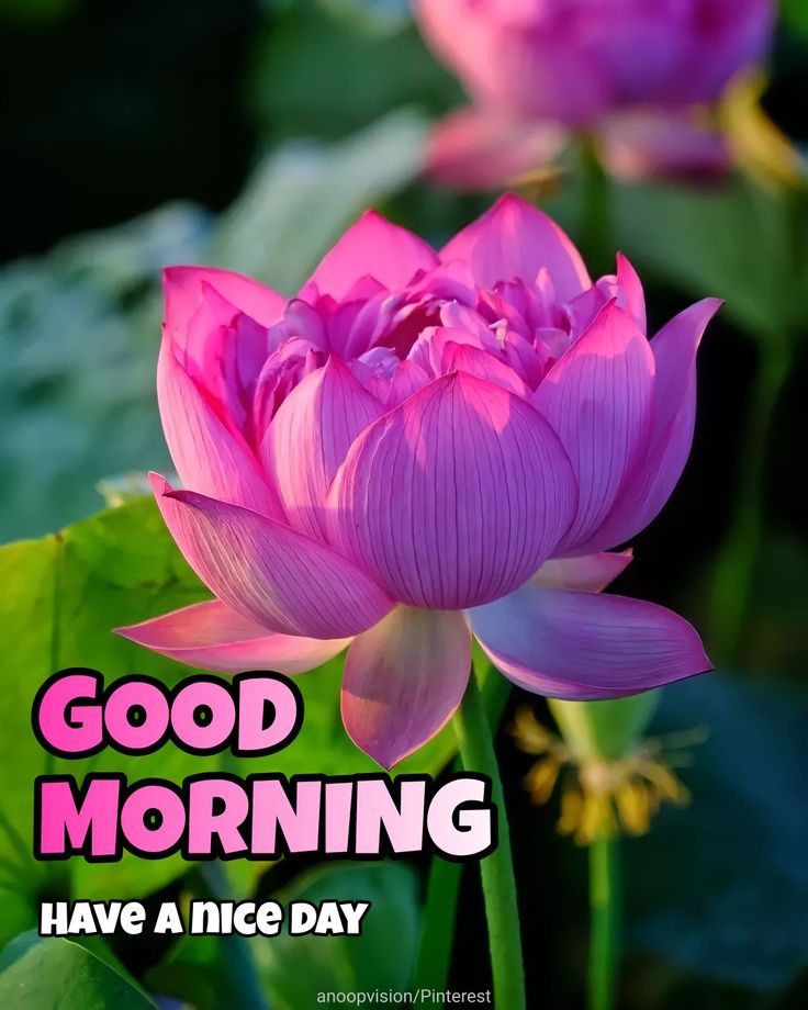 50+ Good Morning Lotus Images - Good Morning Wishes