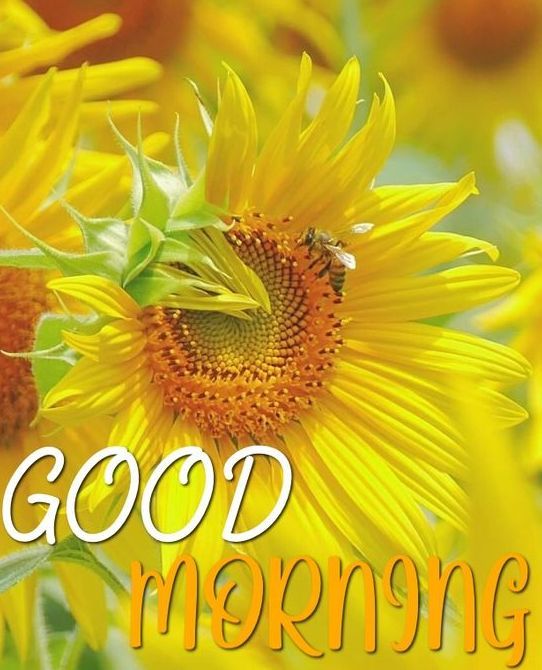 40+ Good Morning Sunflower Images - Good Morning Wishes