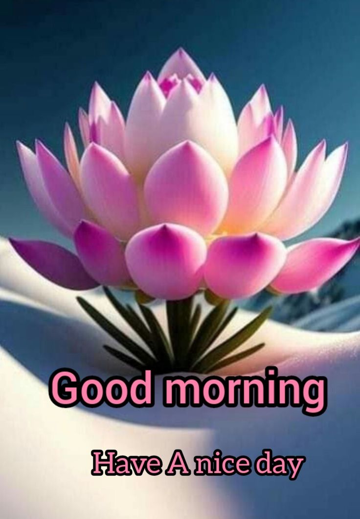 50+ Good Morning Lotus Images - Good Morning Wishes