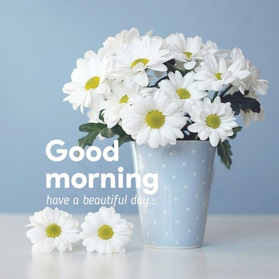 30+ Good Morning Daisy Flower Images - Good Morning Wishes
