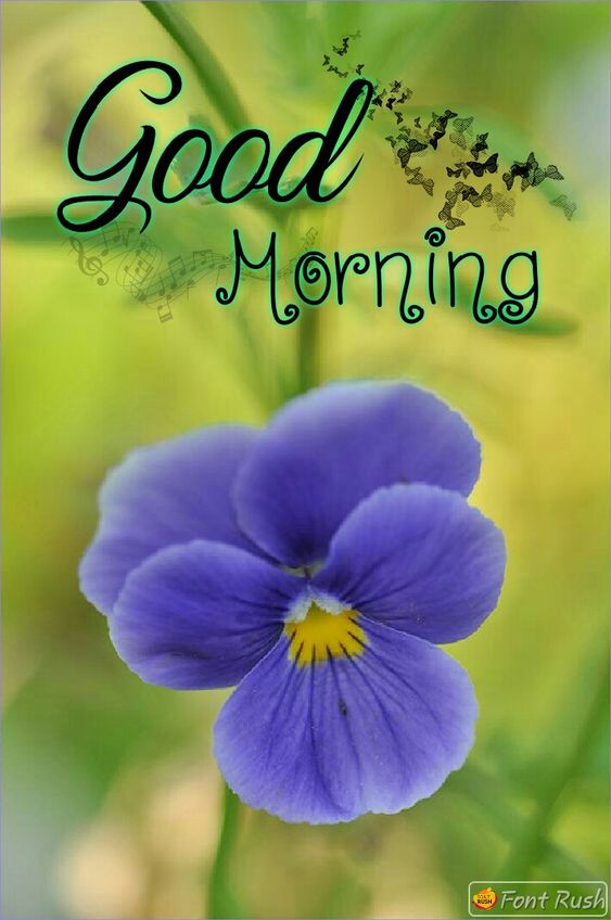 30+ Good Morning Blue Flowers Pictures - Good Morning Wishes